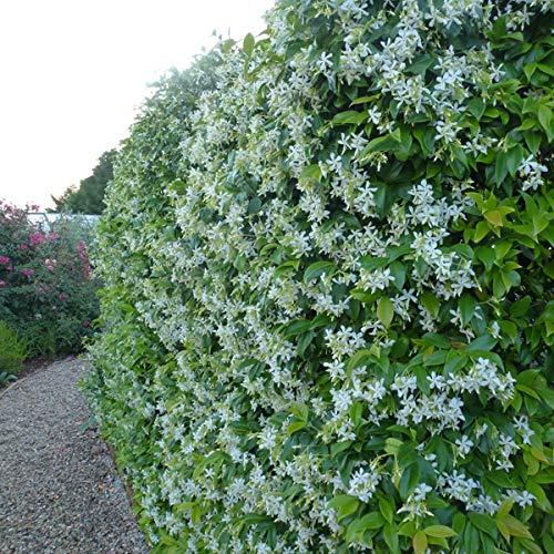 Trachelospermum jasminoides 