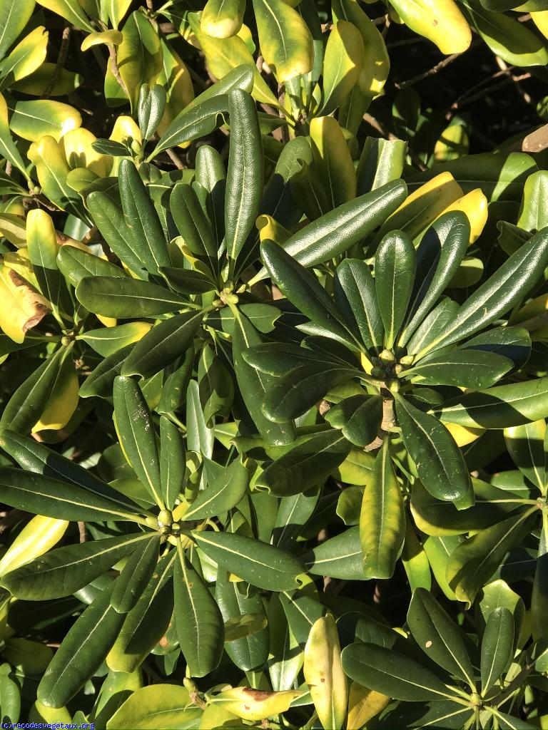 Pittosporum tobira 
