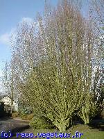 Carpinus betulus 'Pyramidalis'