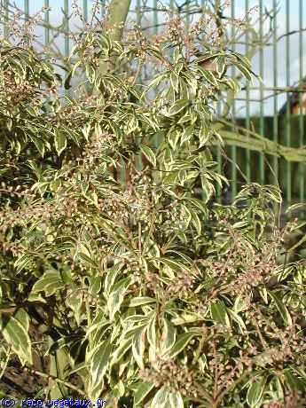 Pieris japonica 'Flaming silver'