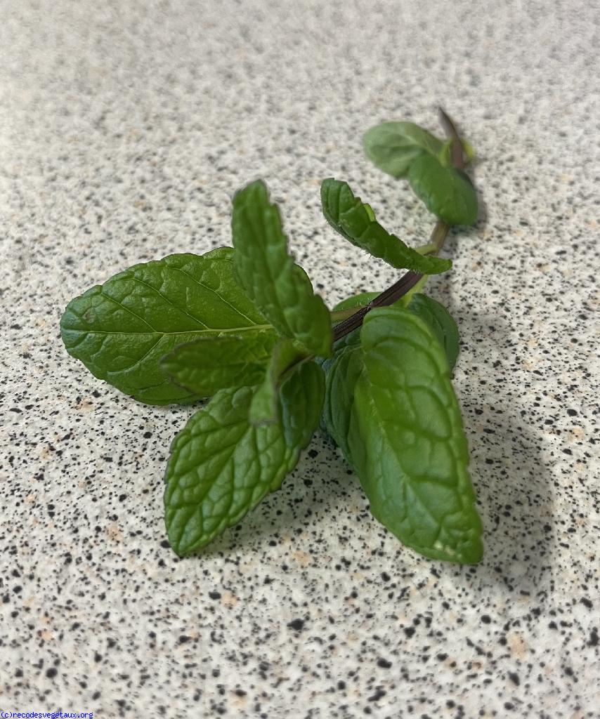 Mentha mentha spicata l. 