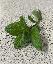 Mentha mentha spicata l. 