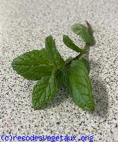 Mentha mentha spicata l. 
