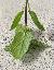 Mentha mentha spicata l. 