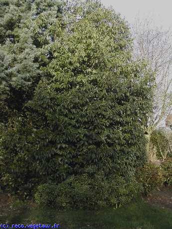 Prunus lusitanica 