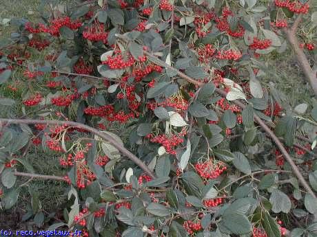 Cotoneaster lacteus 