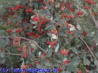 Cotoneaster lacteus 