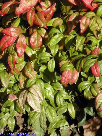 Nandina domestica 