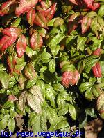 Nandina domestica 