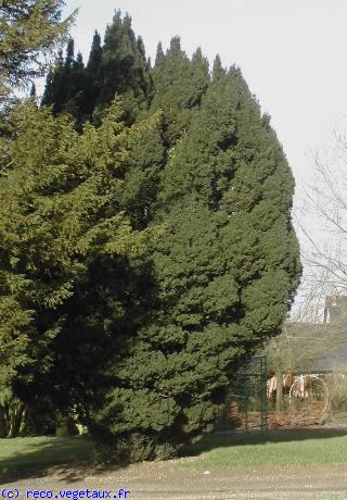 Taxus baccata 'Fastigiata'