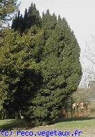 Taxus baccata 'Fastigiata'