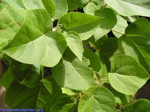 Catalpa bignoniodes 'Aurea'