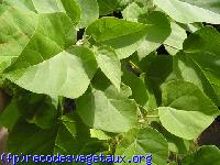 Catalpa bignoniodes 'Aurea'