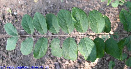 Lonicera tatarica 