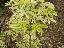 Sambucus canadensis 'Aurea'