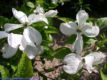 Cornus kousa 