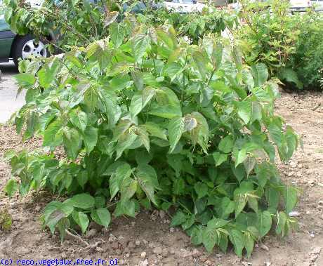 Leycesteria formosa 