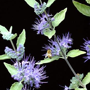 Caryopteris x clandonensis 