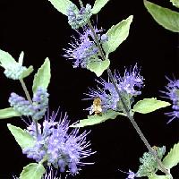 Caryopteris x clandonensis 