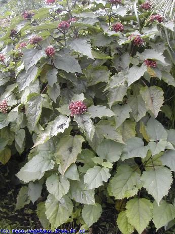 Clerodendrum trichotomum 