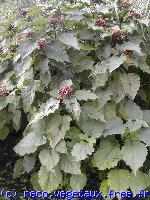 Clerodendrum trichotomum 