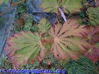 Acer japonicum 'Aconitifolium'