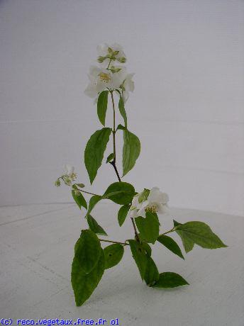 Philadelphus coronarius 