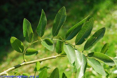 Sophora japonica 'Pendula'