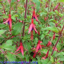 Fuchsia magellanica 'Riccartonii'