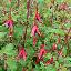 Fuchsia magellanica 'Riccartonii'