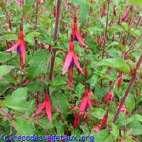 Fuchsia magellanica 'Riccartonii'