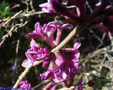 Daphne mezerum 