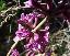Daphne mezerum 