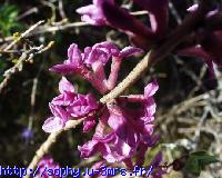 Daphne mezerum 