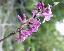 Daphne mezerum 