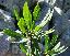 Daphne mezerum 