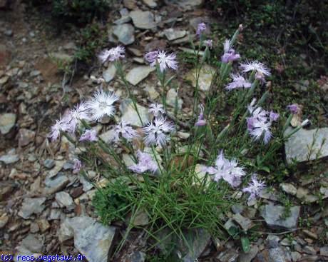 Dianthus plumarius 