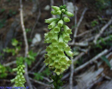 Digitalis lutea 