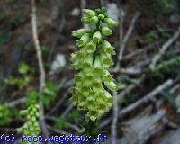 Digitalis lutea 