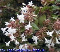 Abelia x grandiflora 