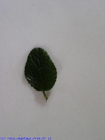 Ceanothus thyrsiflorus 'Repens'