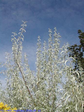 Elaeagnus angustifolia 