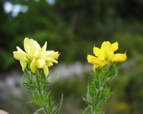 Genista pilosa 