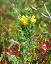 Genista pilosa 