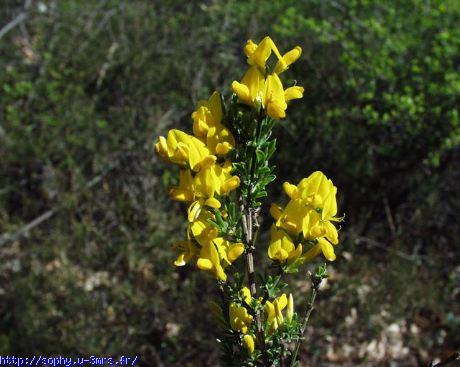 Genista hispanica 