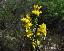 Genista hispanica 