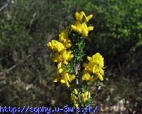 Genista hispanica 