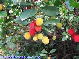 Arbutus unedo 