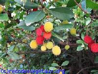 Arbutus unedo 