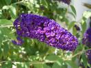 Buddleja davidii 'Black night'